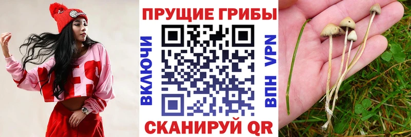 KRAKEN рабочий сайт  Полтавская  Псилоцибиновые грибы MAGIC MUSHROOMS 